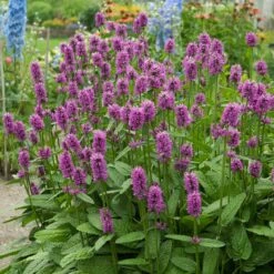 Hummelo Betony -High Country Gardens Store stachys monieri hummelo 3