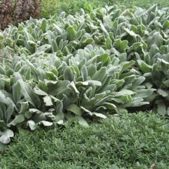 FireSmart Collection - Zone 1 -High Country Gardens Store stachys silver carpet garden 2 1