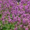 Dwarf Pink Lamb's Ear -High Country Gardens Store stachys maxima cc