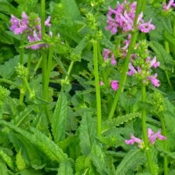 Dwarf Pink Lamb's Ear -High Country Gardens Store stachys maxima close up of foliage cc 2