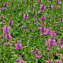 Dwarf Pink Lamb's Ear -High Country Gardens Store stachys maxima groundcover planting cc 2 2