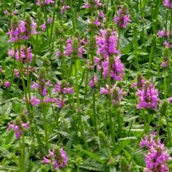 Dwarf Pink Lamb's Ear -High Country Gardens Store stachys maxima groundcover planting cc 2