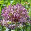 Star Of Persia Allium 8 Star Of Persia Allium -High Country Gardens Store star of persia allium 1 1