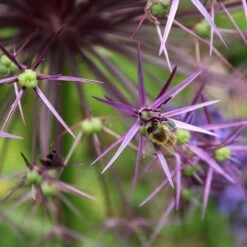 Star Of Persia Allium -High Country Gardens Store star of persia allium 3 1