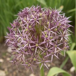 Star Of Persia Allium -High Country Gardens Store star of persia allium 4 1