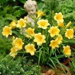 Stella D'Oro Reblooming Daylily -High Country Gardens Store stella doro daylily garden statue