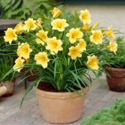 Stella D'Oro Reblooming Daylily -High Country Gardens Store stella doro daylily pot