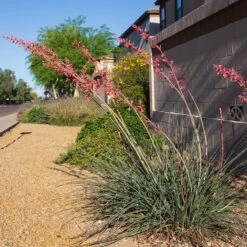 Hummingbird Paradise Hesperaloe Collection -High Country Gardens Store straight up red hesperaloe sq 1