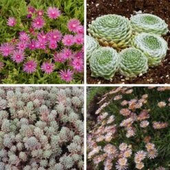 Succulent Groundcover Collection -High Country Gardens Store succulent groundcover collection 10 28 24