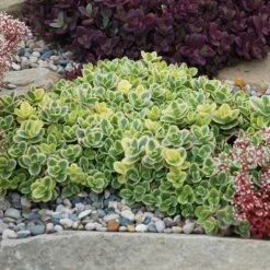 SunSparkler® Lime Twister Sedum -High Country Gardens Store sunsparkler lime twister sedum