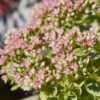 SunSparkler® Sedum Collection -High Country Gardens Store sunsparkler lime twister sedum close up 1