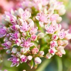 SunSparkler® Lime Twister Sedum -High Country Gardens Store sunsparkler lime twister sedum pink flowers