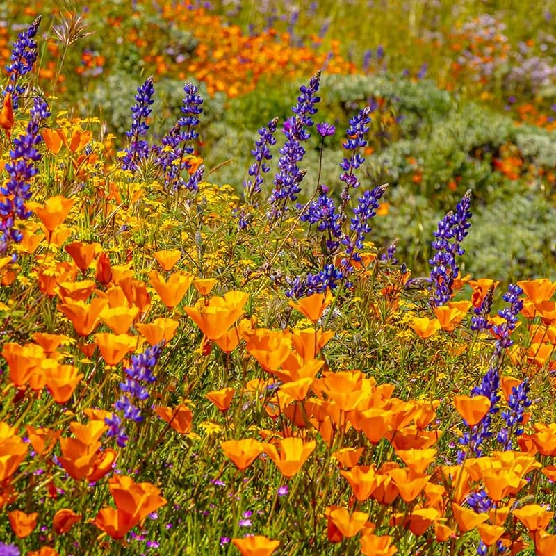 Superbloom Native Wildflower Seed Mix 5 Superbloom Native Wildflower Seed Mix - Image 5