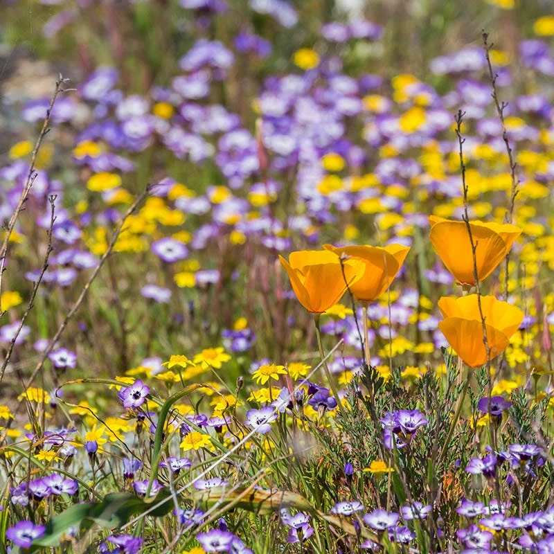Superbloom Native Wildflower Seed Mix 6 Superbloom Native Wildflower Seed Mix - Image 6