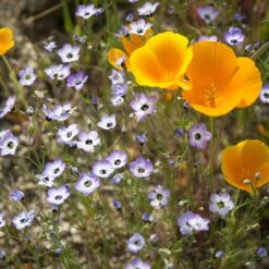 Superbloom Native Wildflower Seed Mix 9 Superbloom Native Wildflower Seed Mix -High Country Gardens Store superbloom native mix 2