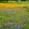 Superbloom Native Wildflower Seed Mix -High Country Gardens Store superbloom seasonal mix lupine california poppy