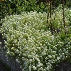 Alternative Lawn Wildflower Seed Mix -High Country Gardens Store sweet alyssum