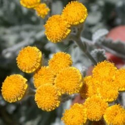 Partridge Feather (Tanacetum) -High Country Gardens Store tanacetum densum flower