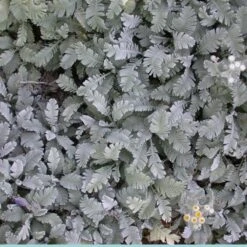 Partridge Feather (Tanacetum) -High Country Gardens Store tanacetum densum foliage