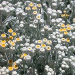 Partridge Feather (Tanacetum) -High Country Gardens Store tanacetum densum santa fe nm