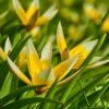 Tarda Wildflower Tulip -High Country Gardens Store tarda tulip 1