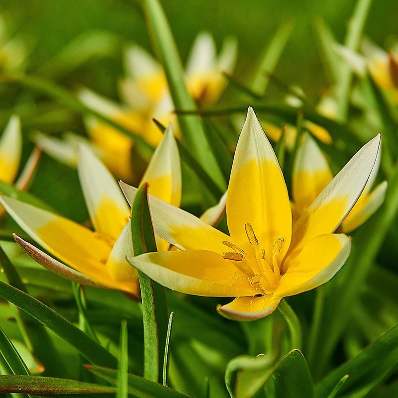 Tarda Wildflower Tulip 2 Tarda Wildflower Tulip - Image 2