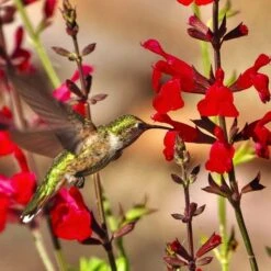 Hummingbird Attracting Collection For The West -High Country Gardens Store teresa authier hcg sustainable contest 2023 fullsizerender 1 1