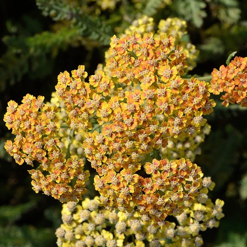 Terracotta Yarrow 1 Terracotta Yarrow