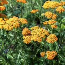High Country Gardens Store -High Country Gardens Store terracotta yarrow 2
