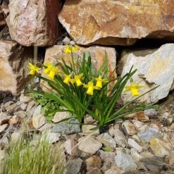 Rock Garden Bulb Collection -High Country Gardens Store tete a tete daffodil rocky 1 1