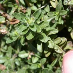 Reiter Creeping Thyme -High Country Gardens Store thymus reiter foliage