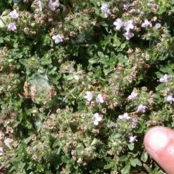 Reiter Creeping Thyme -High Country Gardens Store thymus reiter foliage flowers