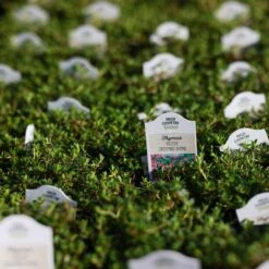 Reiter Creeping Thyme -High Country Gardens Store thymus reiter greenhouse
