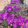 Tufted Ice Plant -High Country Gardens Store tufted ice plant 1