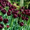 Queen Of The Night Single Late Tulip -High Country Gardens Store tulip queen of the night cropped 1