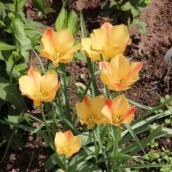 Magic Carpet Bulb Collection -High Country Gardens Store tulipa batalinii bronze charm sq
