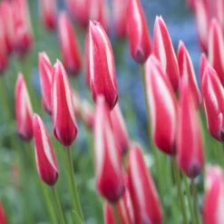 Peppermint Stick Tulip -High Country Gardens Store tulipa clusiana peppermint stick closed both