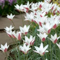 Peppermint Stick Tulip -High Country Gardens Store tulipa clusiana peppermint stick open