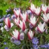 Peppermint Stick Tulip -High Country Gardens Store tulipa clusiana peppermint stick with blue anemone