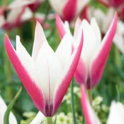 Peppermint Stick Tulip -High Country Gardens Store tulipa clusiana peppermint stickred white both collection 1
