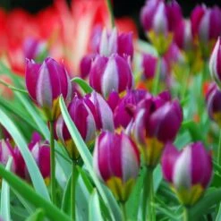 Jumbo Waterwise Garden Bulb Collection -High Country Gardens Store tulipa persian pearl wild tulip ibulb35703 sq