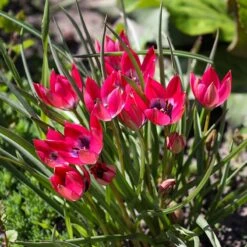 Little Beauty Wildflower Tulip -High Country Gardens Store tulipa humilis little beauty