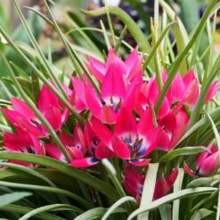 Little Beauty Wildflower Tulip -High Country Gardens Store tulipa humilis little beauty 2