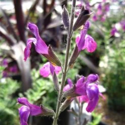 Ultra Violet Salvia -High Country Gardens Store ultra violet salvia 2