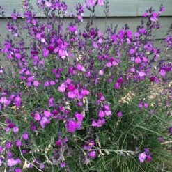 Ultra Violet Salvia -High Country Gardens Store ultra violet salvia 4