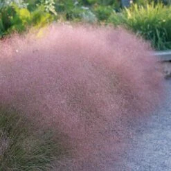 Plant Select® Waterwise Perennial Collection -High Country Gardens Store undaunted ruby muhly mueller cropped