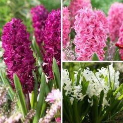 Classic Container Bulb Collection -High Country Gardens Store valentine hyacinth mix 0 1