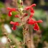 Vermilion Bluffs® Mexican Salvia -High Country Gardens Store vermilion bluffs mexican sage