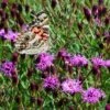 Summer's Swan Song Ironweed (Vernonia) -High Country Gardens Store vernonia summer swan song american painted lady jim ault