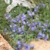Blue Reflection® Veronica 10 Blue Reflection® Veronica -High Country Gardens Store veronica liwanensis 2